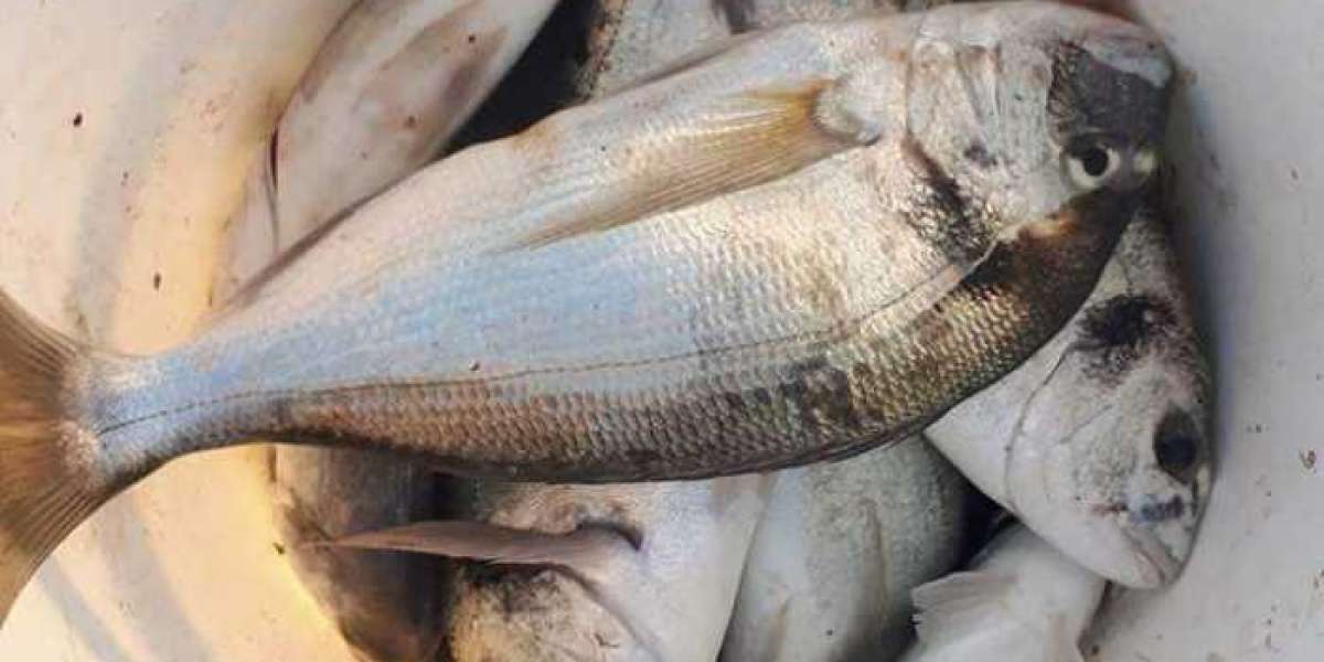 Balık Temizlenince Ne Kadar Fire Verir? 1 Kilo Hamsi Firesi?