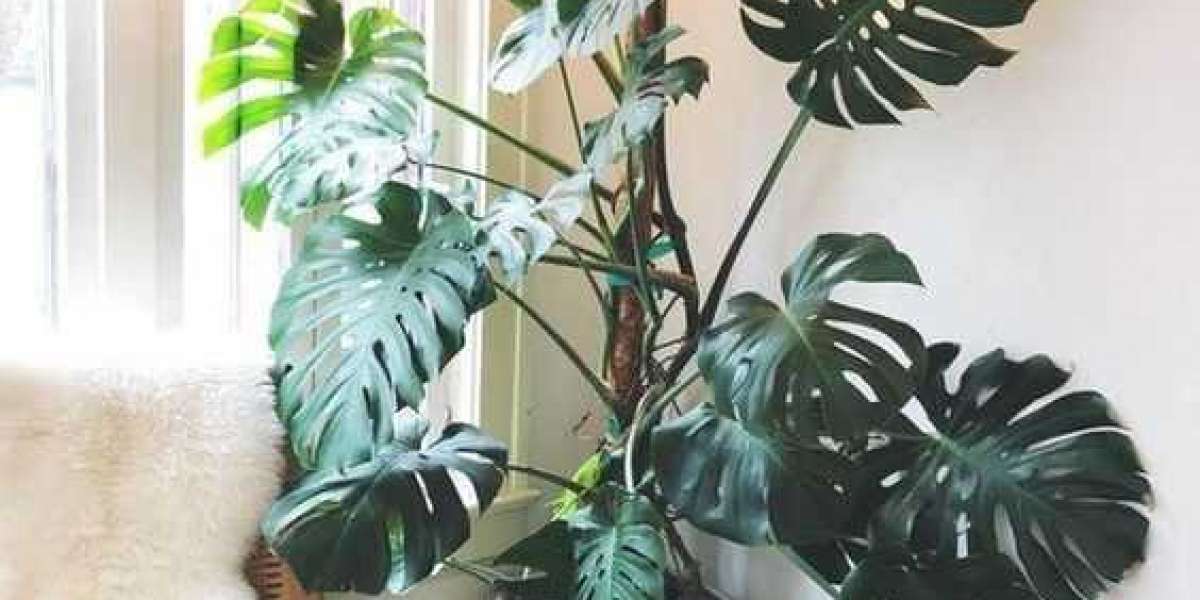 Deve Tabanı Çiçeği Bakımı? Deve Tabanı Çiçek Açar mı?