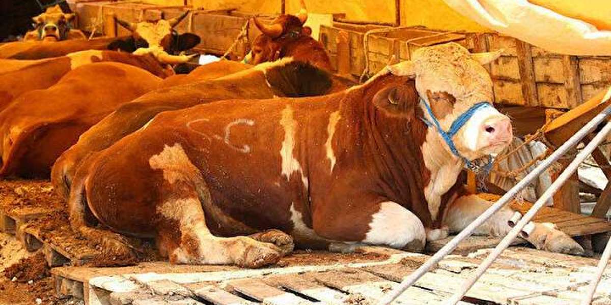 İyi Büyükbaş Hayvan Nasıl Anlaşılır? Büyükbaş Kurbanlık Nasıl Seçilir?