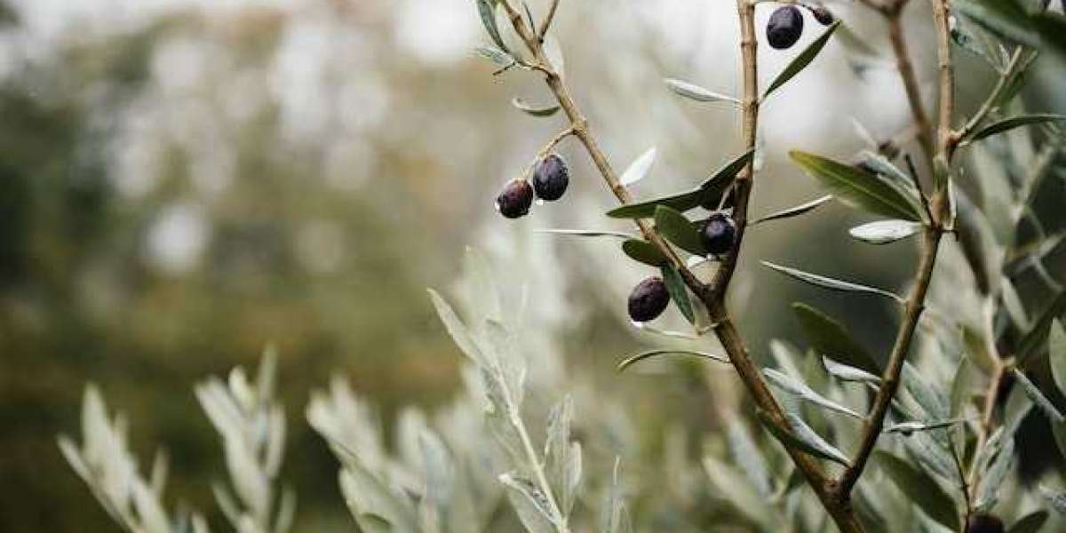 Zeytin Ağacı Kaç Yılda Büyür? 1 Dönüm Zeytinlik Kaç Kilo Zeytin Verir?
