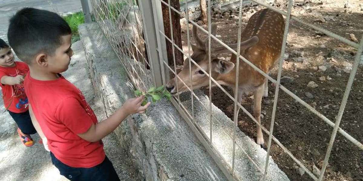 Canlıların Ortak Özellikleri Nelerdir? Canlıların Ortak Özellikleri Konu Anlatımı?