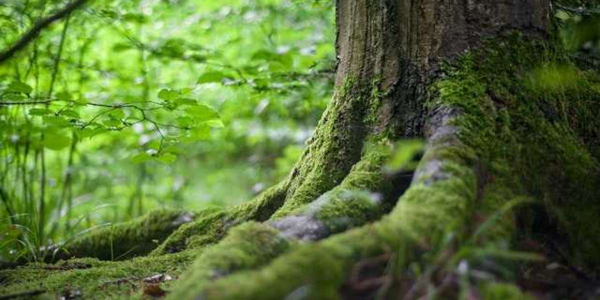 Ağaçlar Ne Zaman Yaprak Döker? Hangi Ağaçlar Yapraklarını Döker?