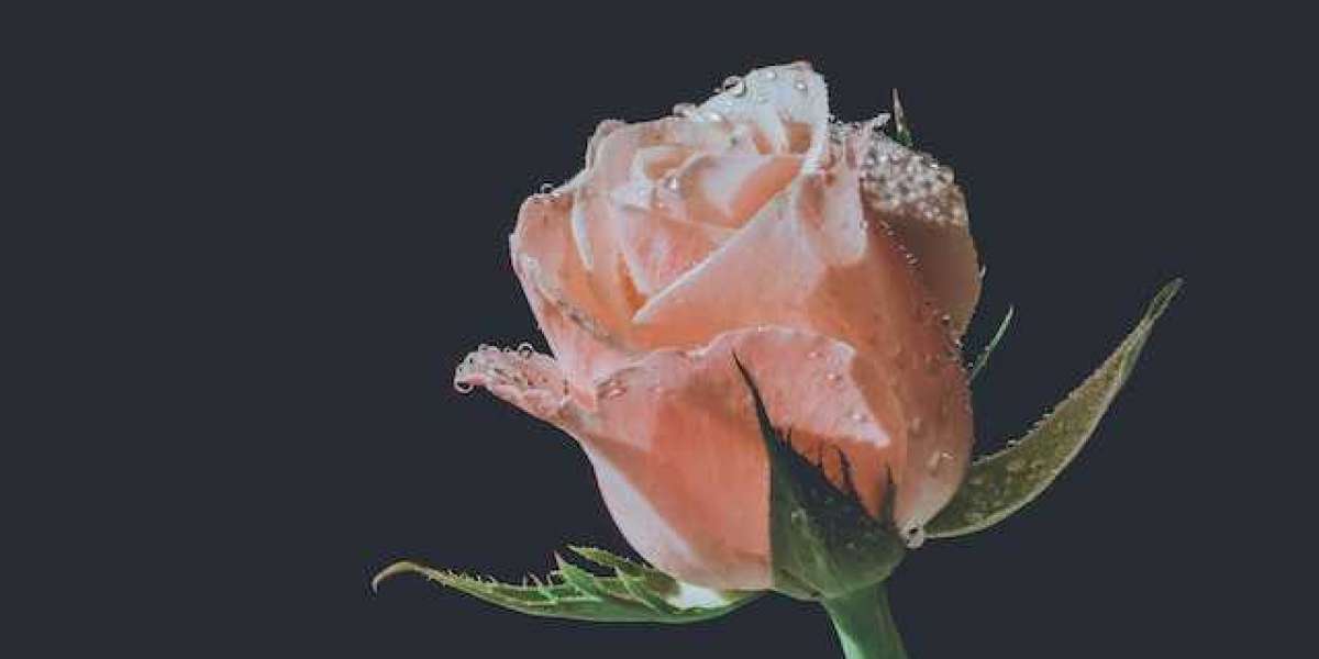 Gül Hangi Mevsim Dikilir? Çelikten Gül Hangi Ayda Dikilir?