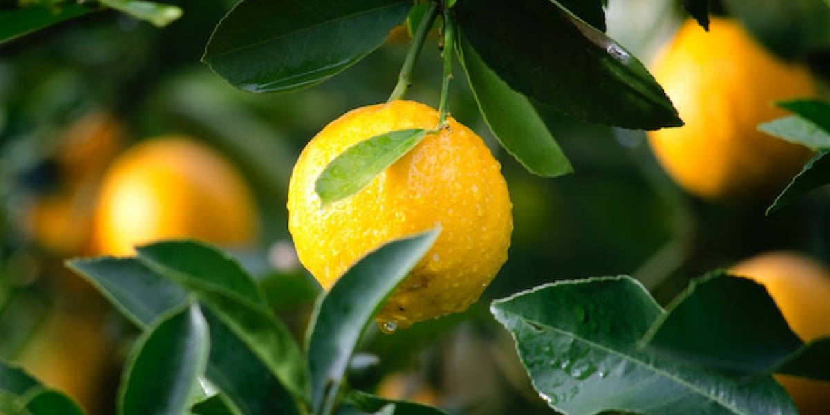 Limon Reçeli Nasıl Yapılır? Limon Reçeli Tarifi?