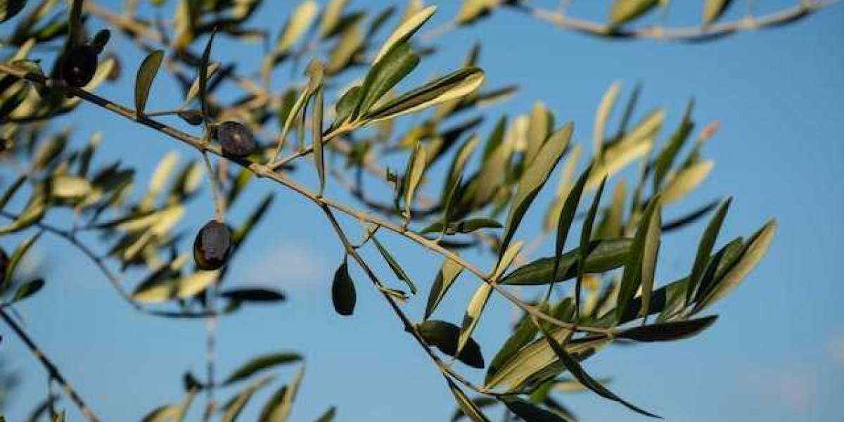 Zeytin Ağacı Kaç Yılda Meyve Verir? Verimli Zeytin Ağacı?