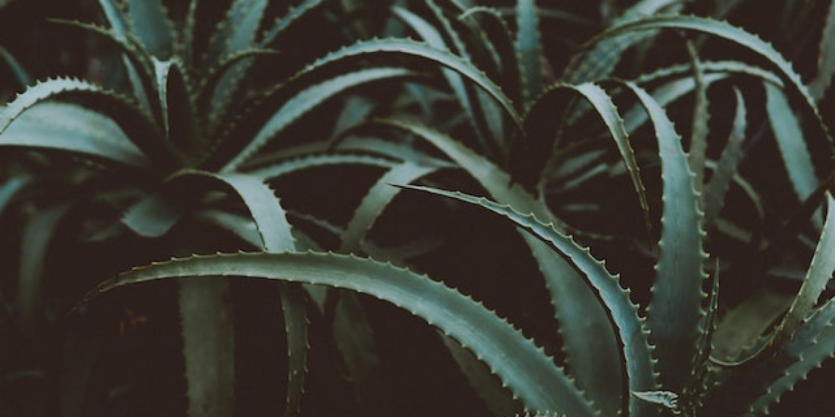 Aloe Vera Nerede Yetişir? Aloe Vera Çöl Bitkisi Mi? Aloe Vera En Çok Nerede Yetişir?