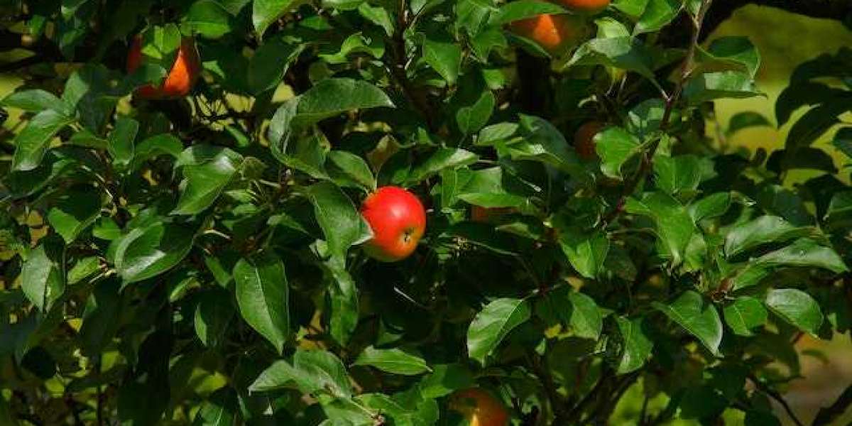 Elma Ağacı Ne Zaman İlaçlanır? Elma Ağacına Hangi İlaç Atılır?