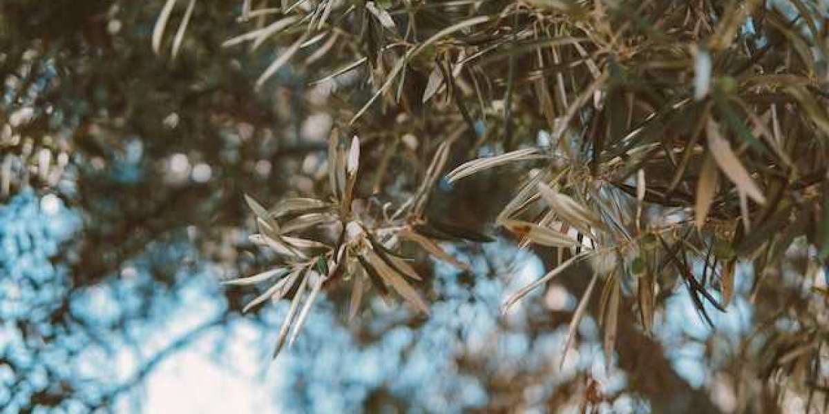 En Verimli Zeytin Ağacı? En Verimli Zeytin Ağacı Cinsi?