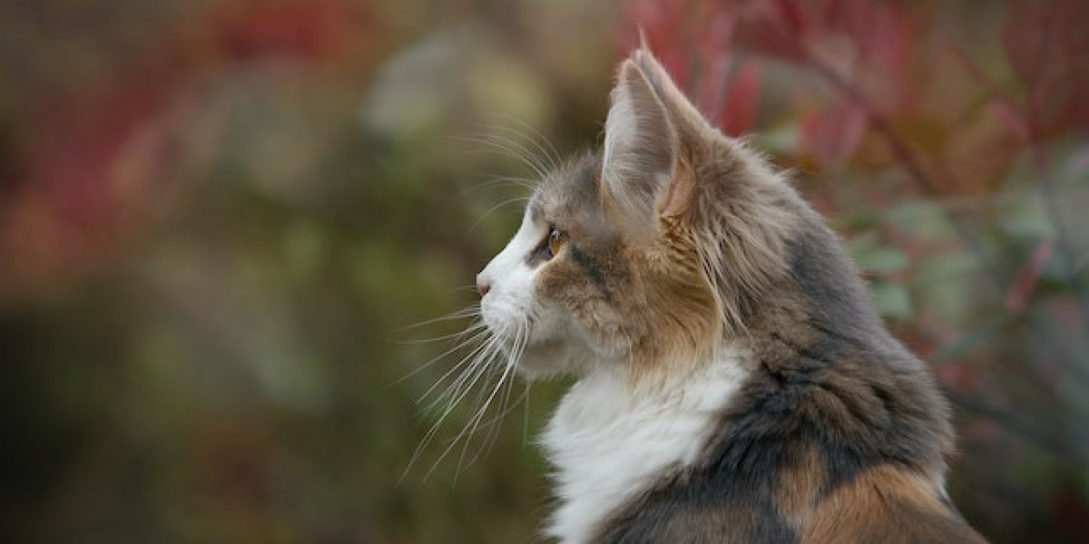 Kedi De Mantar Hastalığı Belirtileri? Kedilerde Mantar Neden Olur?