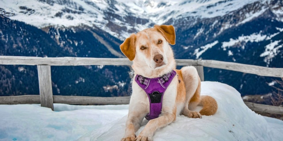 Köpek Genç Hastalığı Belirtileri? Köpek Genç Hastalığı Tedavisi?