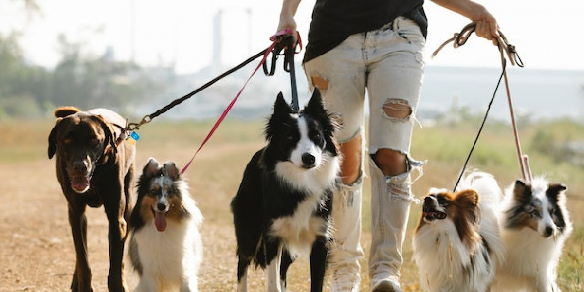 Köpek Nasıl Eğitilir Otur Eğitimi? Köpeğe Otur Komutu Nasıl Öğretilir?