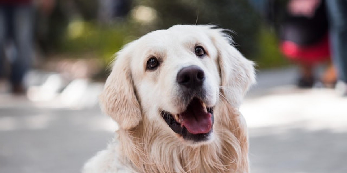 Köpeklerde Akciğer Hastalığı Belirtileri? Köpeklerde Akciğer Enfeksiyonu Belirtileri?