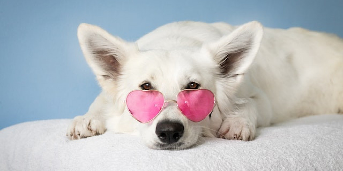 Köpek Nasıl Eğitilir? Evde Köpek Eğitimi Nasıl Verilir?