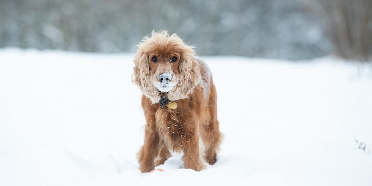 Cocker Cinsi Köpek Bakımı? Amerikan Cocker Tuvalet Eğitimi Nasıl Verilir?