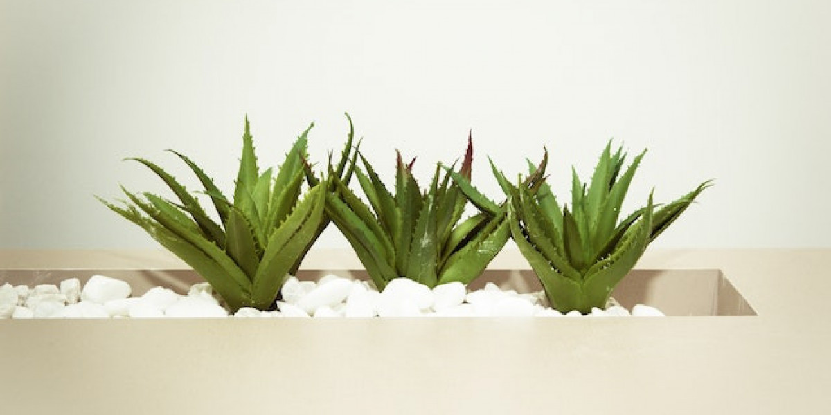 Aloe Vera Çiçeği Nasıl Ekilir? Aloe Vera Bitkisi Ne Zaman Ekilir?