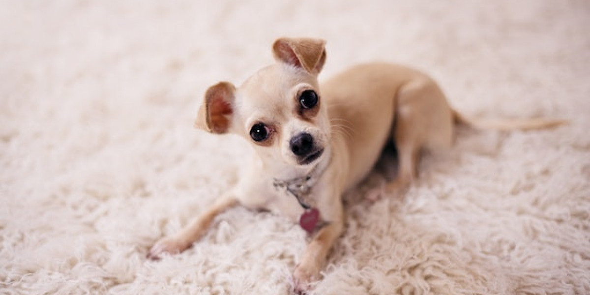 Köpeklerde Dil Altı Hastalığı? Köpeklerde Dil Şişmesi?