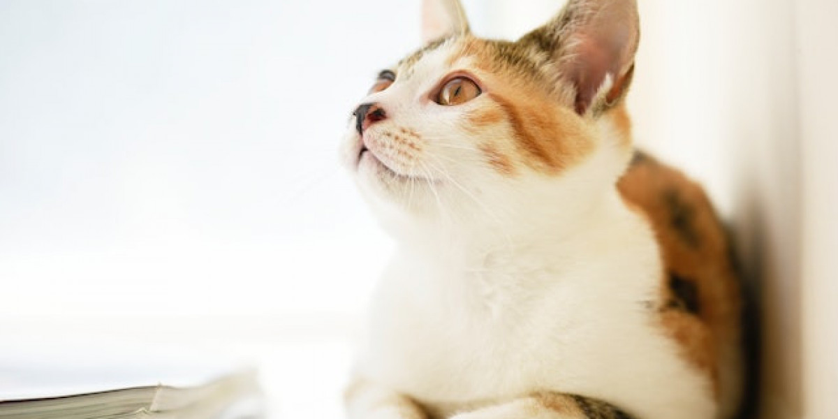 Dili Dışarıda Kedi Hastalığı? Kedinin Dili Dışarda Salya Akıyor?