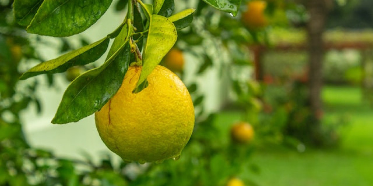 Limon Ağacı Ne Zaman Sulanır? Limon Ağacı Suyu Sever Mi?