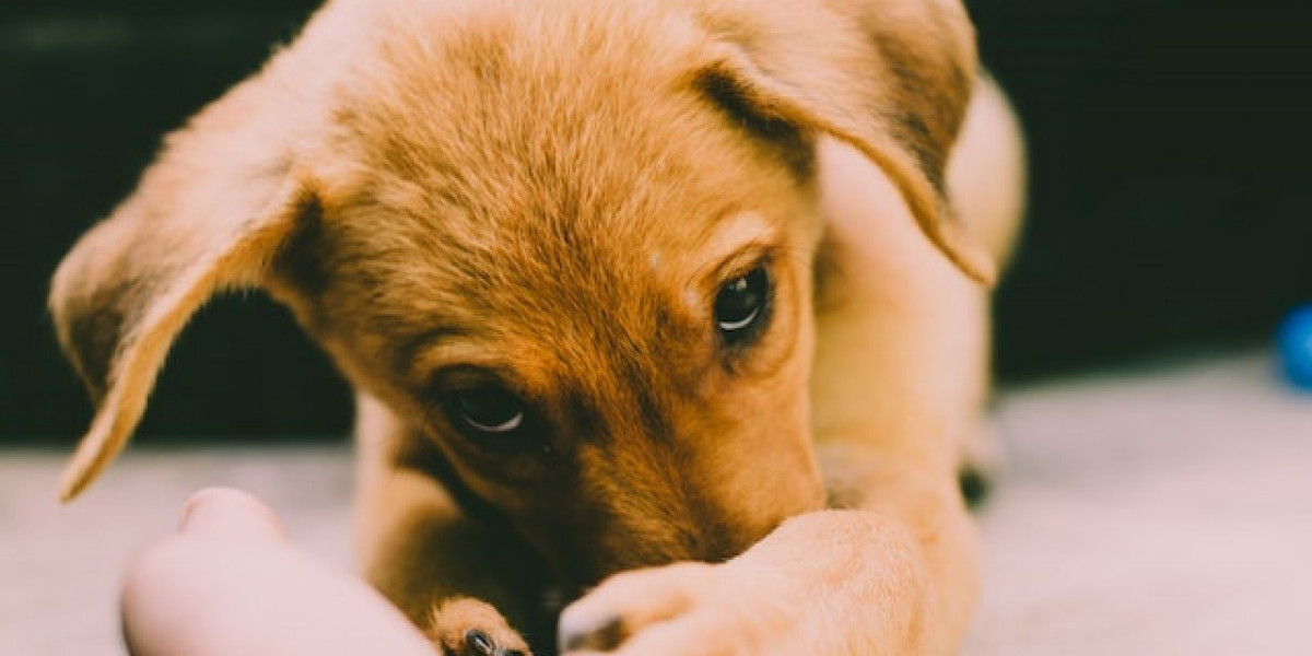 Köpeklerde Kanlı İshal Hastalığı? Yetişkin Köpeklerde Dışkıda Kan?