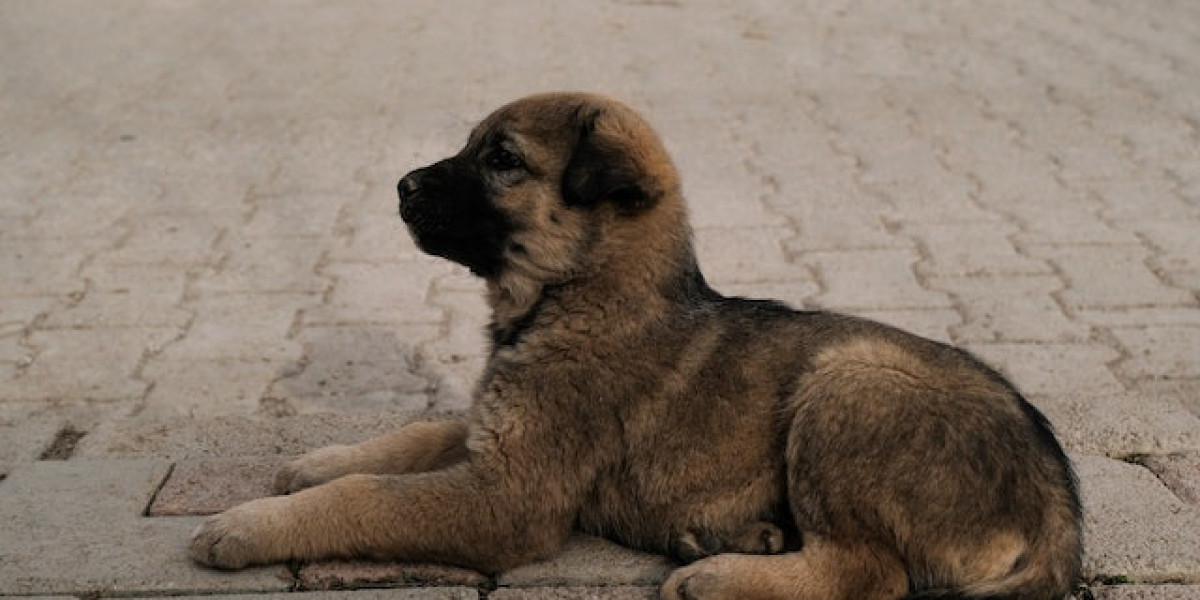 Yavru Sokak Köpeği Nasıl Eğitilir? Sokak Köpeği Yavrusu Nasıl Eğitilir?