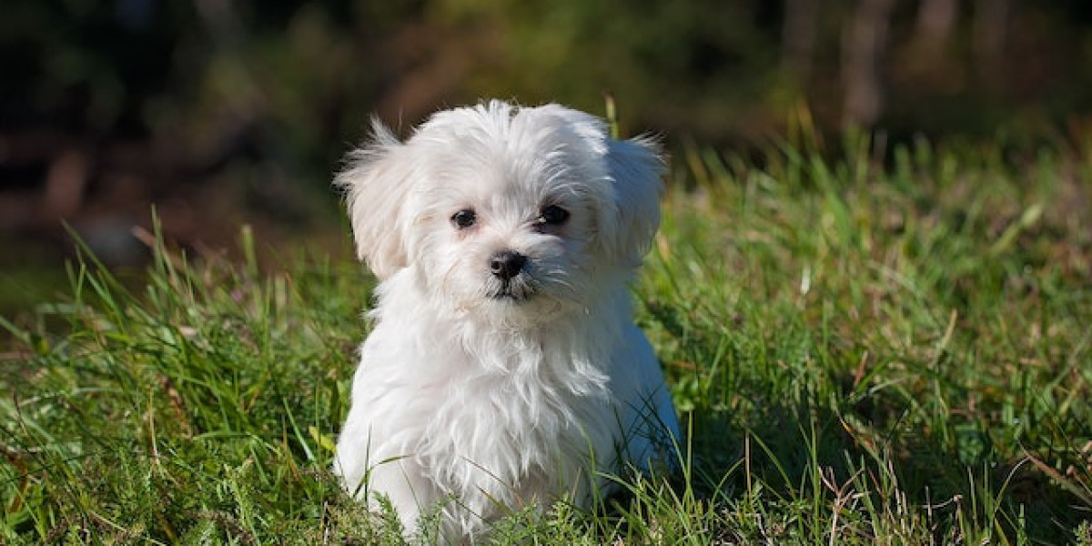 Köpek Hastalıkları İştahsızlık Halsizlik? Köpeklerde Halsizlik Ve İştahsızlık Tedavisi?