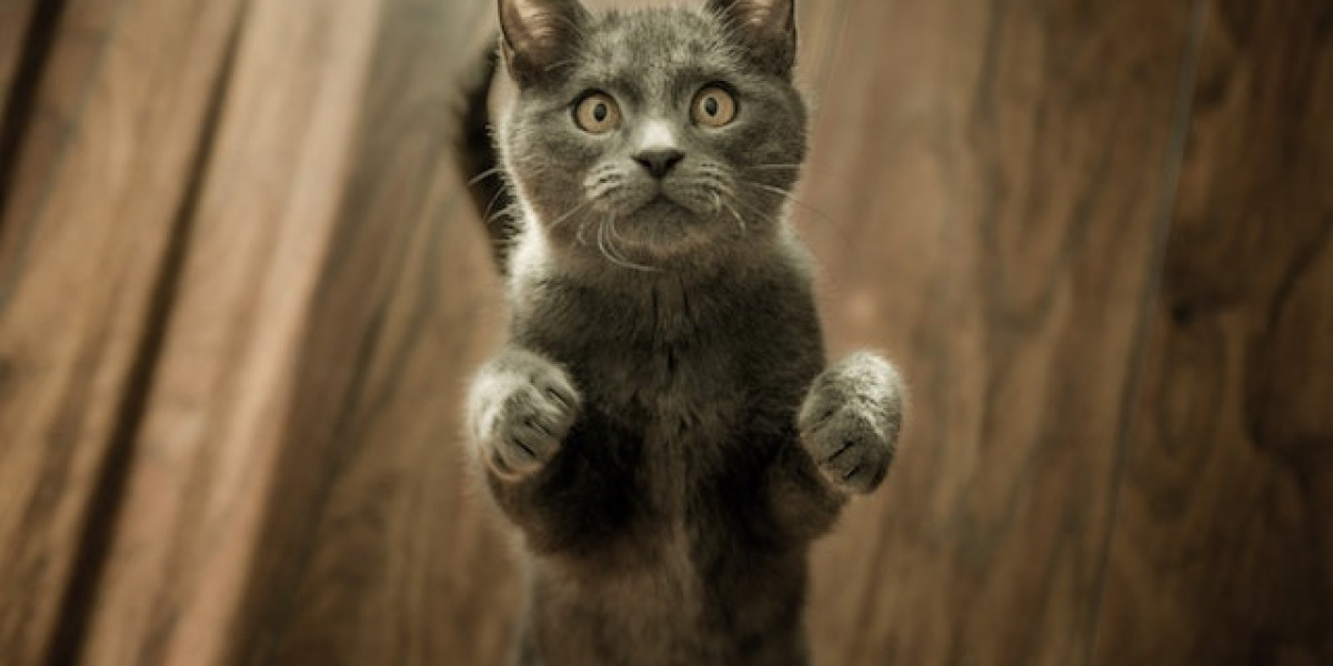 Evde Kedi Nasıl Eğitilir? Yetişkin Kedi Nasıl Eğitilir? Ev Kedisi Nasıl Eğitilir?