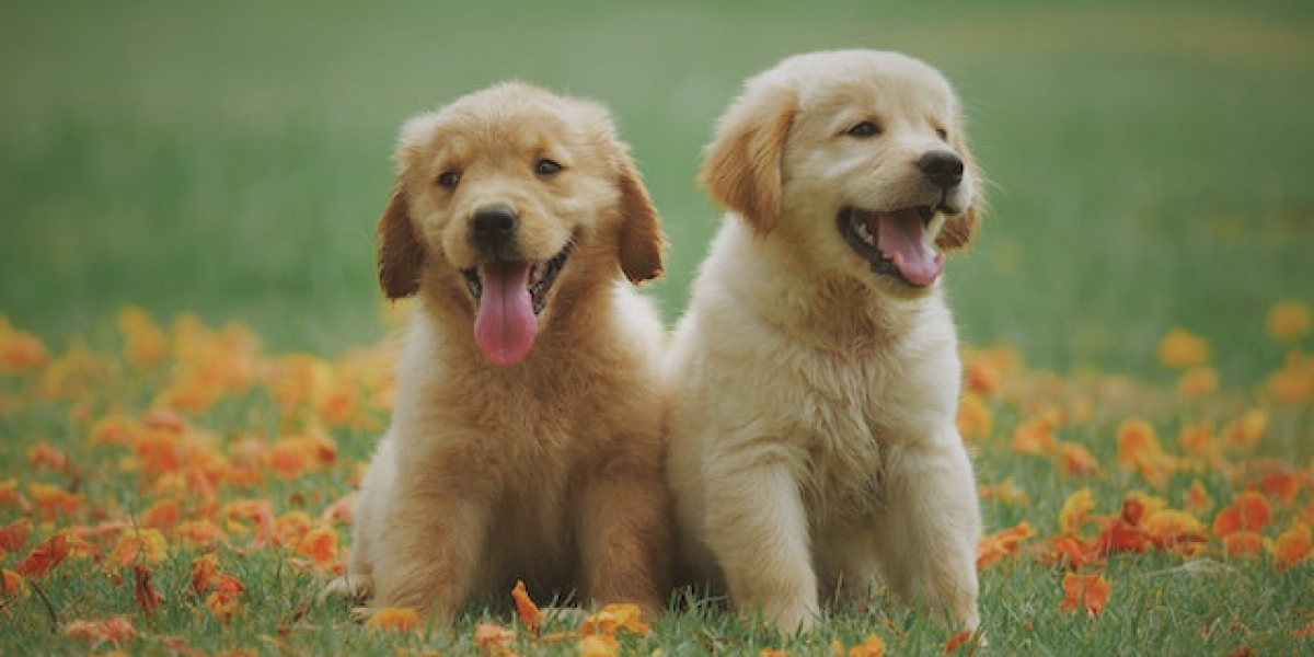 Yavru Köpek Bakımı Nasıl Yapılır? Yavru Köpek Bakımı ve Aşıları?