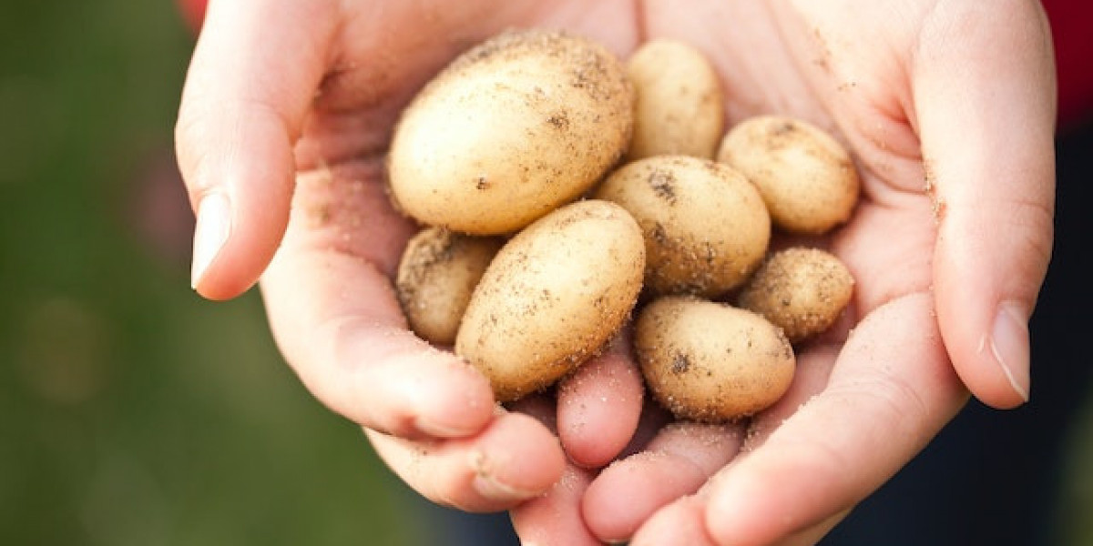 Saksıda Patates Nasıl Ekilir? Saksıda Patates Ne Zaman Ekilir?