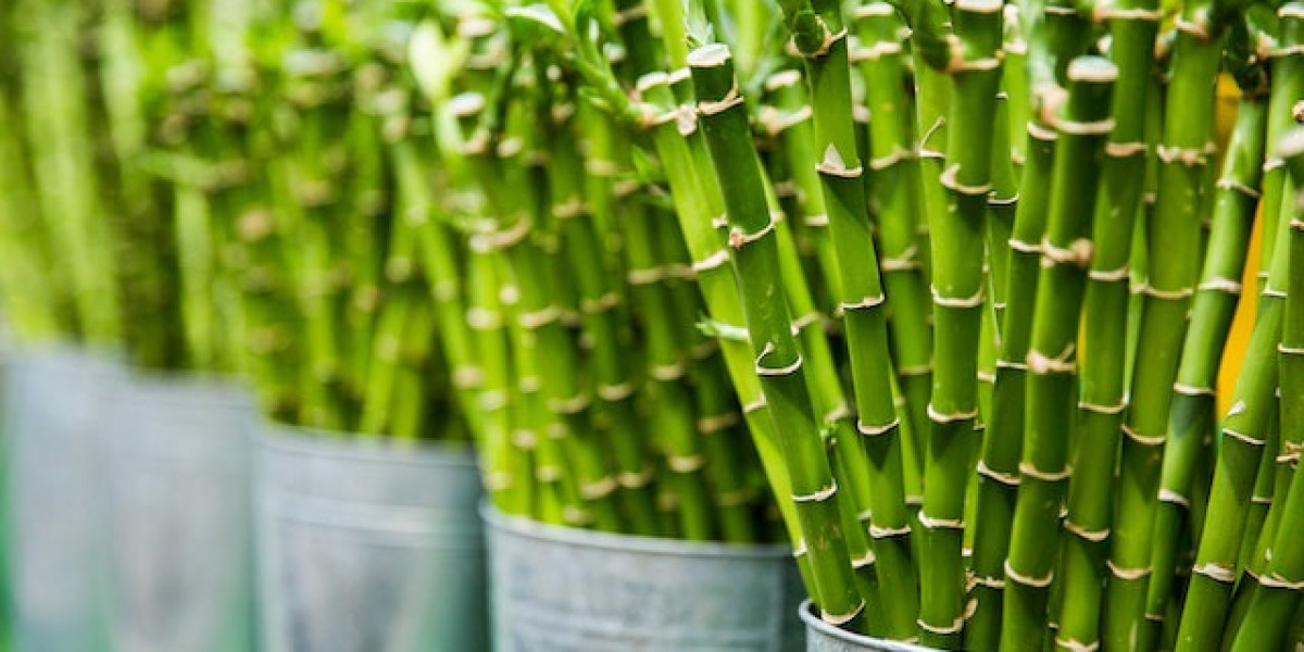 Bambu Ağacı Evde Nasıl Bakılır? Bambu yetiştirmenin Püf Noktaları?