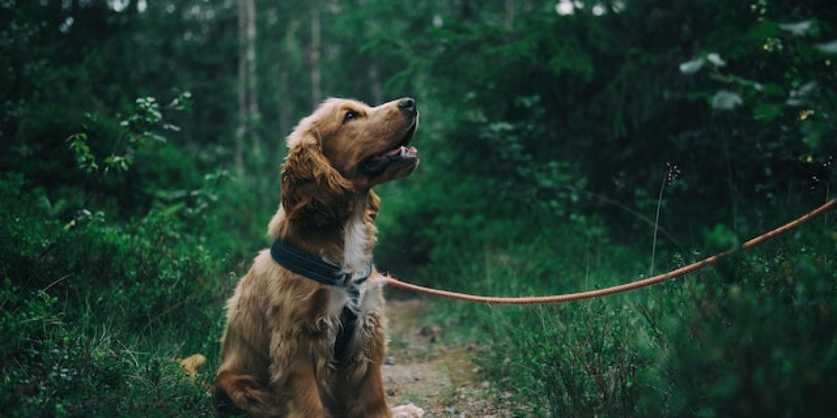 Köpek Memesi Hastalığı Nedir? Köpek Memesi Hastalığı Neden Olur?