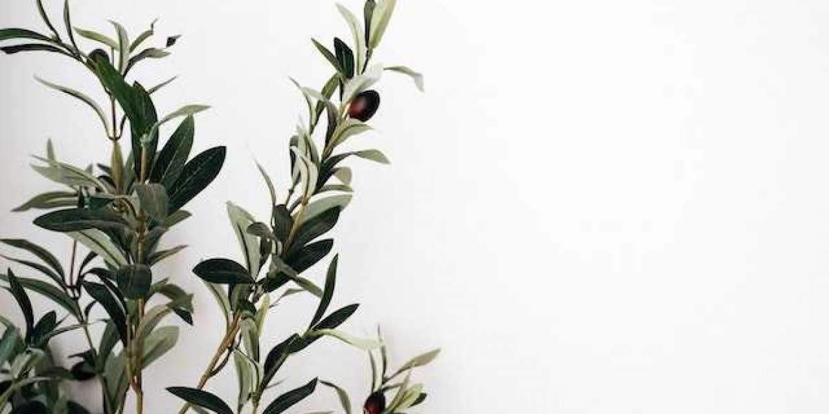 Zeytin Ağacı Kaç Yılda Meyve Verir? Bodur Zeytin Ağacı Kaç Yılda Meyve Verir?