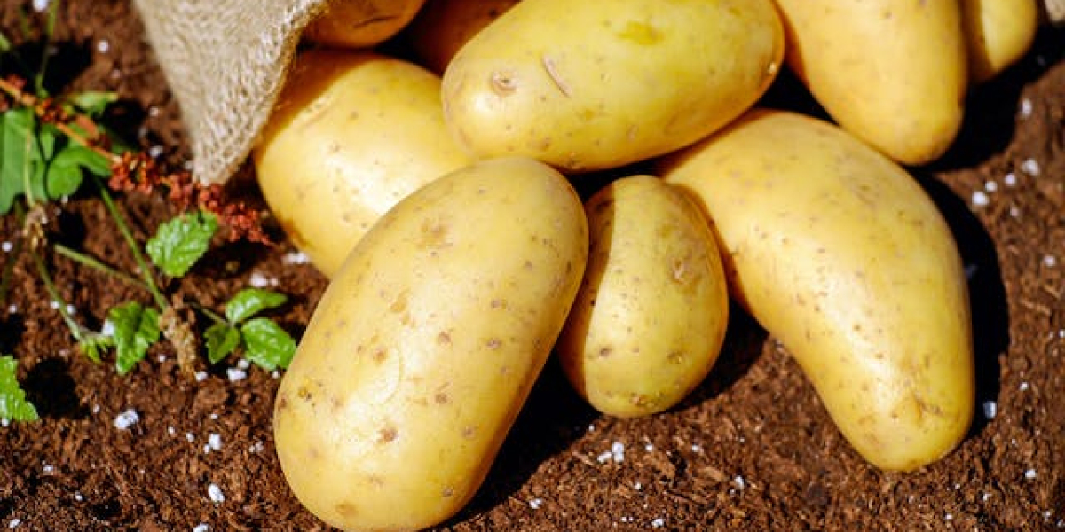 Patates Nasıl Yetiştirilir Kısaca? Tarlada Patates Nasıl Yetiştirilir?